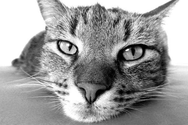 Sobre fotos preto e branco - Gato